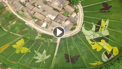 عمل فني مدهش للرسم باستخدام الزهور.. فيديو وصور