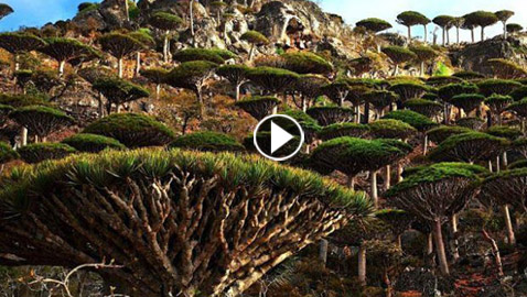 بالصور.. جولة مدهشة في أغرب الغابات في العالم
