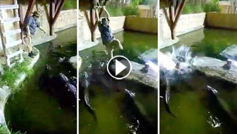 فيديو مروع.. شاهدوا لحظة سقوط رجل في حوض تماسيح!