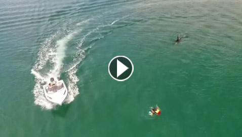 حوت قاتل يفاجئ متزلج على المياه ويقترب منه ويسبح من أسفله! فيديو