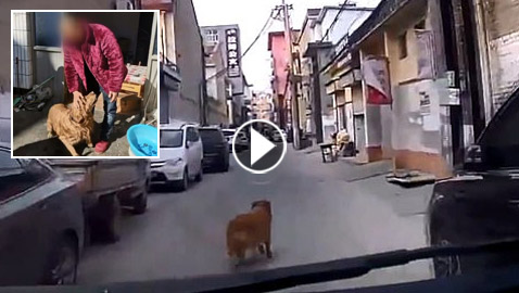 كلب يقود سيارة الإسعاف إلى مكان صاحبه المريض! فيديو
