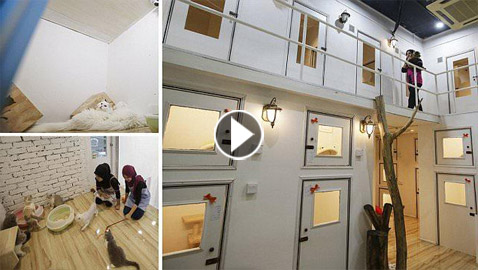 قط زونيا.. فندق 5 نجوم للقطط المنزلية الأليفة والمدللة في ماليزيا