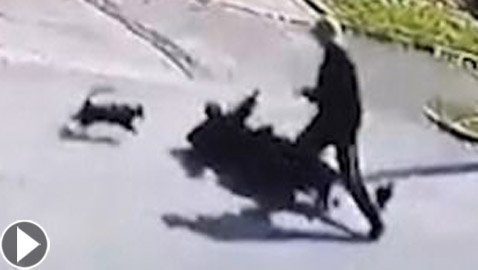 بالفيديو.. قطة مجنونة تهاجم رجلين وكلبا فتوقعهم أرضا!