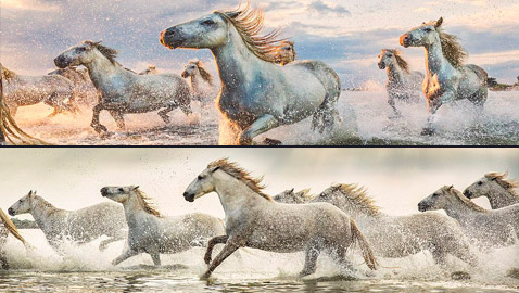 صور ساحرة خلابة لقطيع من الخيول البيضاء أثناء عبورها بحيرة
