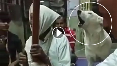 لقطات مؤثرة لكلب يغني داخل أحد المعابد في الهند! فيديو
