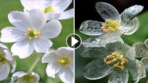 زهرة الهيكل العظمي.. تصبح شفافة عندما تبتل بمياه الأمطار!