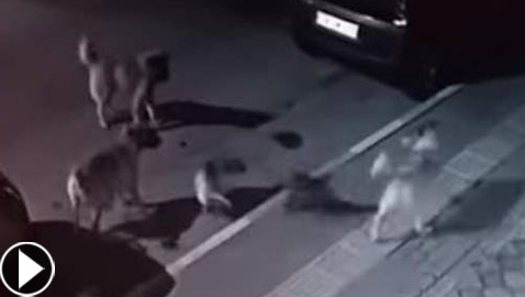 مواجهة استثنائية.. قطة شجاعة تهزم 6 كلاب هجموا عليها! فيديو