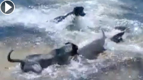 بالفيديو.. كلاب تهاجم أسماك قرش على أحد شواطئ أستراليا