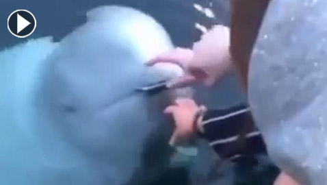فيديو طريف: حوت يعيد هاتفا لسياح بعد سقوطه في الماء