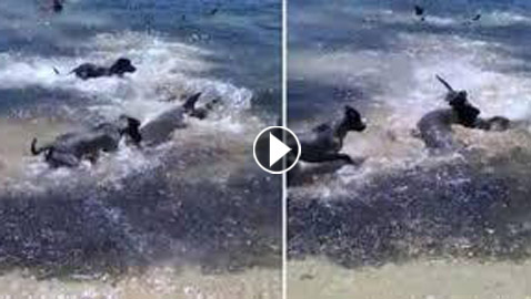 فيديو صادم: عراك حاد بين كلاب وأسماك قرش ضخمة