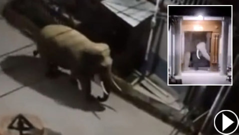 بالفيديو.. فيل بري جائع وغاضب يهاجم مطعما صينيا بحثا عن الطعام!