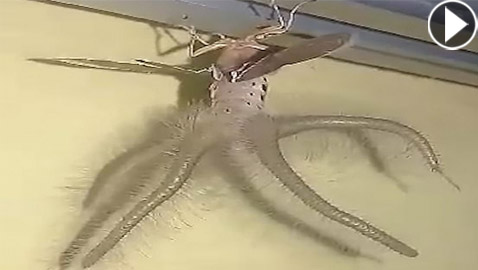 مخلوق غريب مجنح له أذرع داخل منزل إندونيسي! فيديو