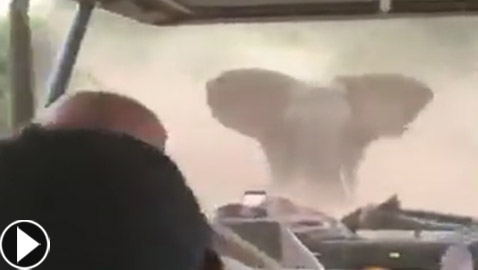 فيديو مرعب لفيل غاضب يهاجم سيارة سياح خلال رحلة سفاري