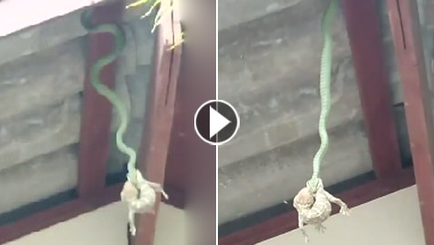 مشهد مخيف لثعبان يتدلى من سقف منزل مع ضفدع في فمه! فيديو