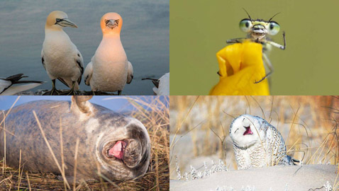 30 صورة من مسابقة كوميديا الحياة البرية!