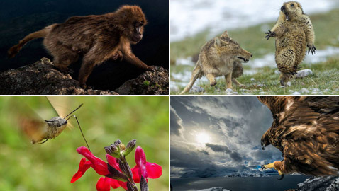 أفضل 30 صورة للحيوانات البرية بمسابقة تصوير الحياة البرية لعام 2019!