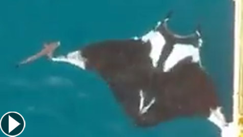 بالفيديو: مخلوق بحري عملاق بجانبه سمكة قرش كبيرة لا تُقارن به!