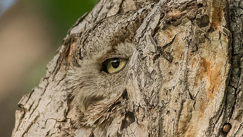 صور مذهلة.. اختباء بومة في لحاء شجرة بشكل لا يمكن اكتشافه!