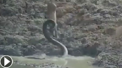 فيديو صادم.. ثعبان يقلد التماسيح ويفترس غزالا