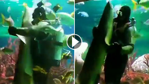 فيديو مدهش.. غواص يراقص سمكة قرش ضخمة في مشهد رومانسي مميز!